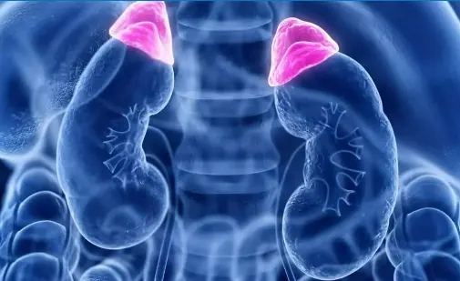 Illustration of the adrenal glands above the kidneys