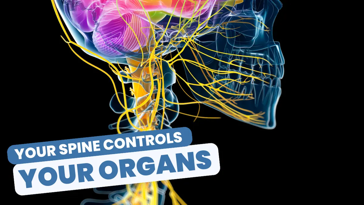 Spine, Nerve and Organ Relationship