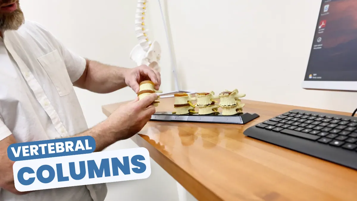 Vertebral Columns & Your Spine